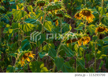 Lavender field in the Provence Lavender field in the Provence 113293700