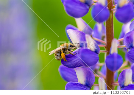 ルピナスとハナバチ～春色～ 113293705