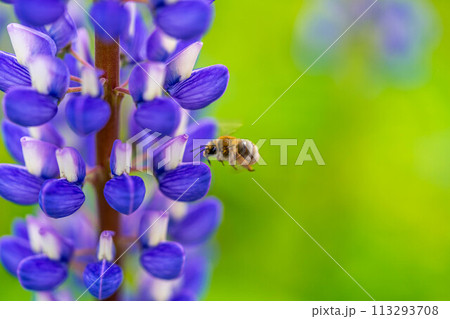 ルピナスとハナバチ~春色~ ルピナスとハナバチ~春色~ 113293708