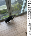 窓から外を眺める猫 113293710