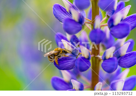 ルピナスとハナバチ～春色～ 113293712