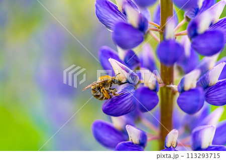 ルピナスとハナバチ～春色～ 113293715