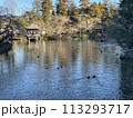 池に浮かぶ鴨 113293717