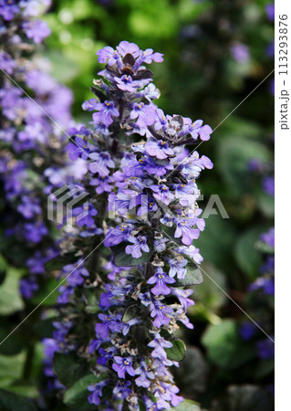 アジュガ 113293876