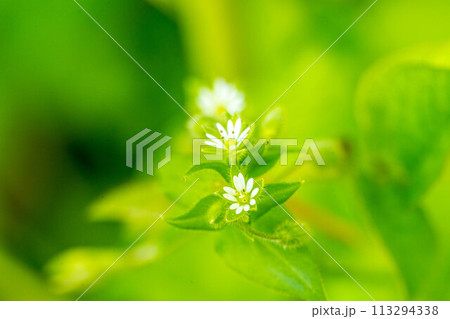 春の小さな白い花~ハコベ~ 春の小さな白い花~ハコベ~ 113294338