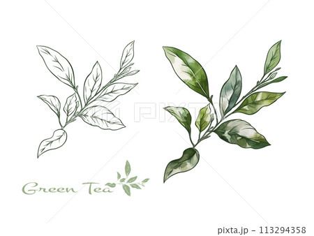Branch with leaves of green tea. 113294358