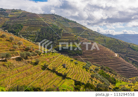 ドウロ渓谷・ポルトガル、ポートワインの故郷、世界遺産、広大な葡萄畑とドウロ渓谷の景観 113294558
