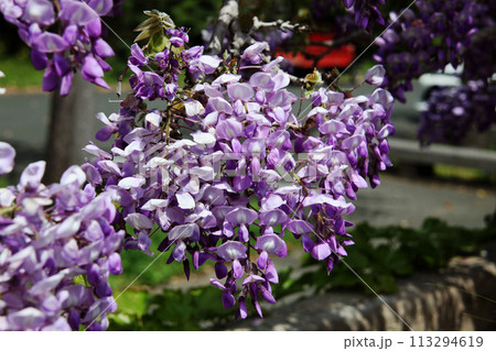 フジの花 フジの花 113294619