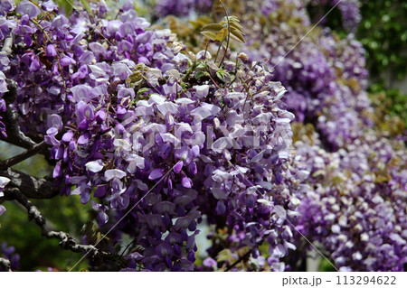 フジの花 フジの花 113294622