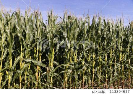 green corn with large ears before ripening 113294637