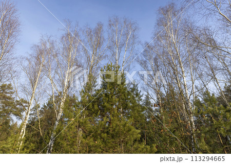 trees without foliage in the winter season 113294665