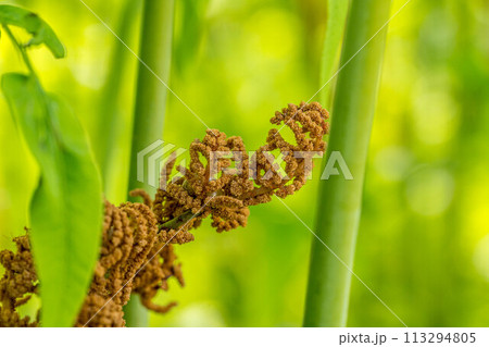 春の日差しとゼンマイ～胞子葉～ 113294805