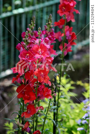 キンギョソウ キンギョソウ 113294841