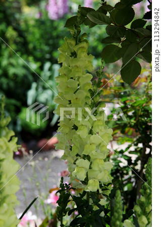 キンギョソウ キンギョソウ 113294842