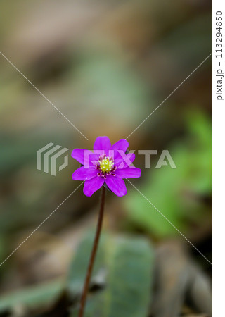 雪割草 赤紫 雪割草 赤紫 113294850