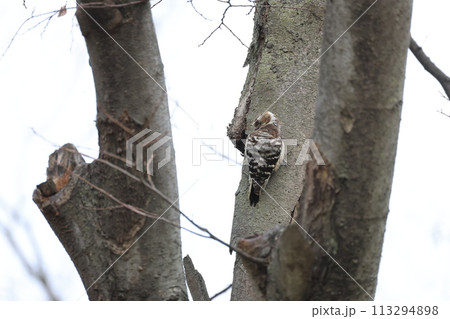 木にとまる1匹のコゲラ 木にとまる1匹のコゲラ 113294898