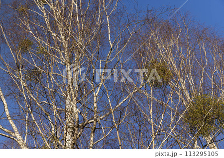 a birch tree with white mistletoe in the winter season a birch tree with white mistletoe in the winter season 113295105