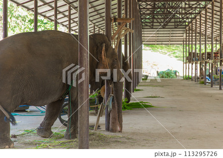 Elephants Shed Stable hospital nursery for care rest home large hall in Lampang Thailand 113295726