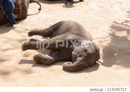 lazy baby elephant lay down sleeping cute lovely animal show in zoo tourist park 113295727