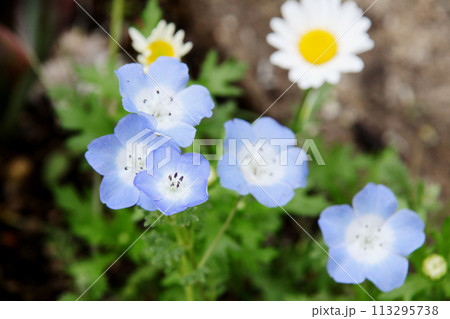 ネモフィラの花 ネモフィラの花 113295738