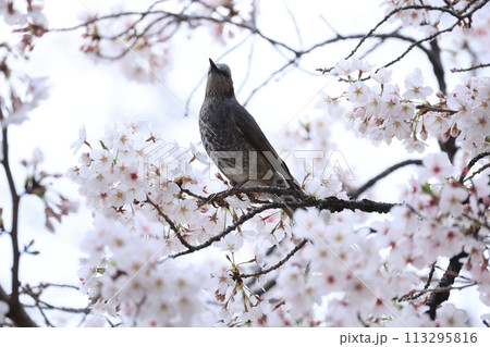 白色のサクラのソメイヨシノの花の蜜を吸うヒヨドリ 白色のサクラのソメイヨシノの花の蜜を吸うヒヨドリ 113295816