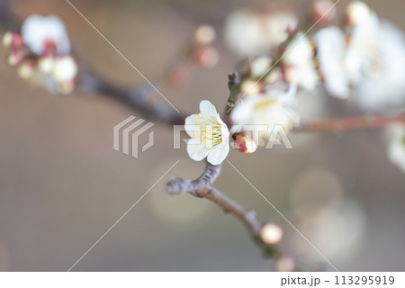 玉ボケのある背景に咲くうめ 玉ボケのある背景に咲くうめ 113295919