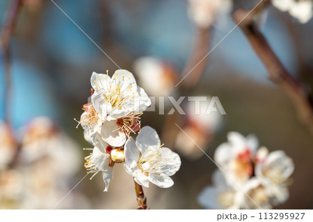 複数の梅の花のアップ 複数の梅の花のアップ 113295927