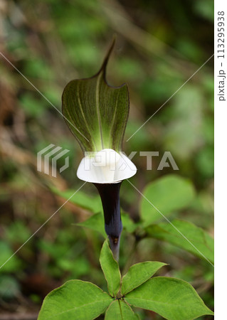 ユキモチソウ（雪餅草）の花 113295938