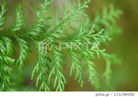 ヒノキ(檜)の若葉【オモテ面】 ヒノキ(檜)の若葉【オモテ面】 113296080