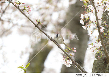 桜の木に止まる雀 桜の木に止まる雀 113296097