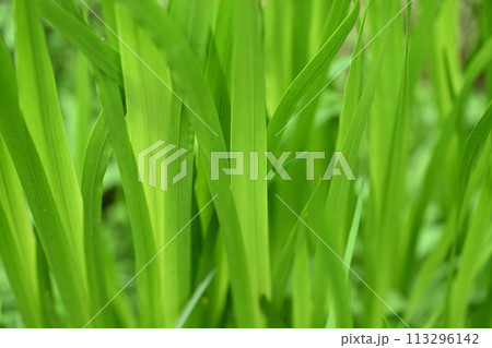 ショウブ（菖蒲）の葉 113296142