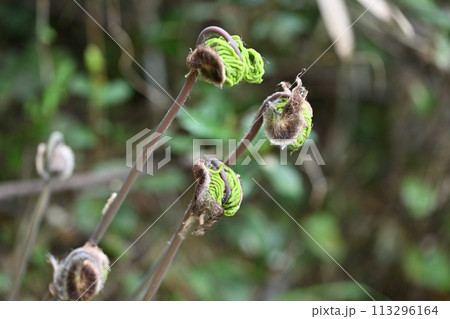 山菜のゼンマイ(薇) 山菜のゼンマイ(薇) 113296164