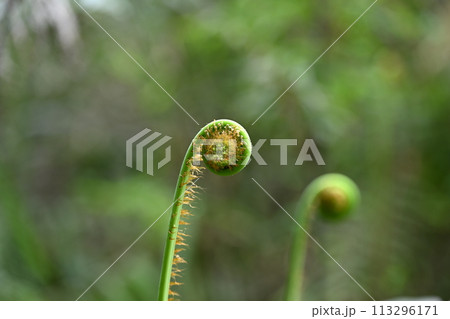 シダ植物・ウラジロ(裏白)の新芽 シダ植物・ウラジロ(裏白)の新芽 113296171
