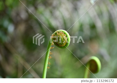 シダ植物・ウラジロ(裏白)の新芽 シダ植物・ウラジロ(裏白)の新芽 113296172