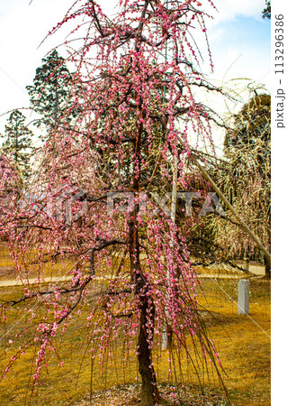 【京都風景】三室戸寺 しだれ梅園はまるで天空の花園 【京都風景】三室戸寺 しだれ梅園はまるで天空の花園 113296386