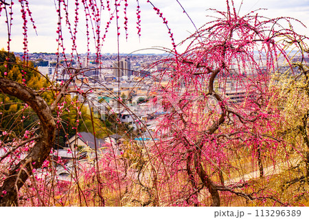 【京都風景】三室戸寺 しだれ梅園はまるで天空の花園 【京都風景】三室戸寺 しだれ梅園はまるで天空の花園 113296389