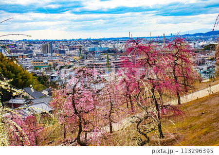 【京都風景】三室戸寺　しだれ梅園はまるで天空の花園 113296395