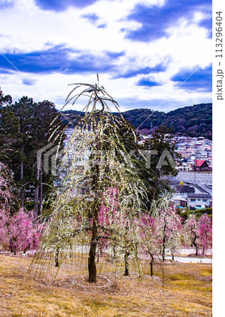 【京都風景】三室戸寺 しだれ梅園はまるで天空の花園 【京都風景】三室戸寺 しだれ梅園はまるで天空の花園 113296404