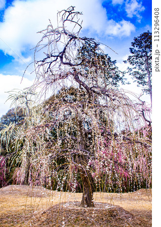 【京都風景】三室戸寺 しだれ梅園はまるで天空の花園 【京都風景】三室戸寺 しだれ梅園はまるで天空の花園 113296408