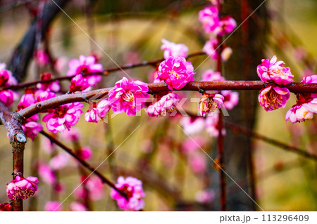 【京都風景】三室戸寺　しだれ梅園はまるで天空の花園 113296409
