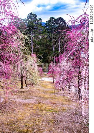 【京都風景】三室戸寺 しだれ梅園はまるで天空の花園 【京都風景】三室戸寺 しだれ梅園はまるで天空の花園 113296414