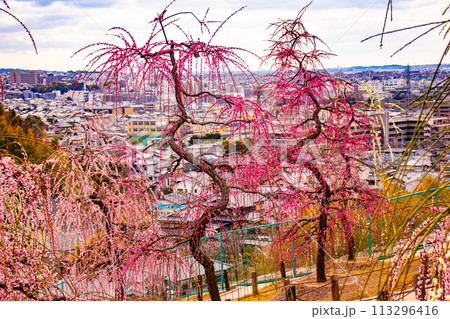 【京都風景】三室戸寺 しだれ梅園はまるで天空の花園 【京都風景】三室戸寺 しだれ梅園はまるで天空の花園 113296416