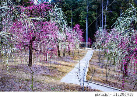 【京都風景】三室戸寺　しだれ梅園はまるで天空の花園 113296419