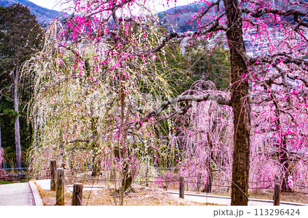 【京都風景】三室戸寺　しだれ梅園はまるで天空の花園 113296424