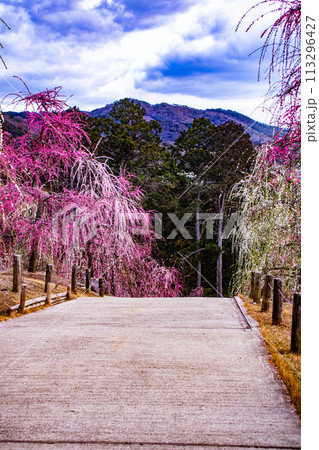 【京都風景】三室戸寺 しだれ梅園はまるで天空の花園 【京都風景】三室戸寺 しだれ梅園はまるで天空の花園 113296427
