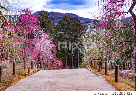 【京都風景】三室戸寺 しだれ梅園はまるで天空の花園 【京都風景】三室戸寺 しだれ梅園はまるで天空の花園 113296428