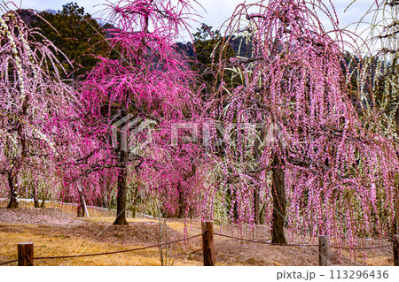 【京都風景】三室戸寺　しだれ梅園はまるで天空の花園 113296436