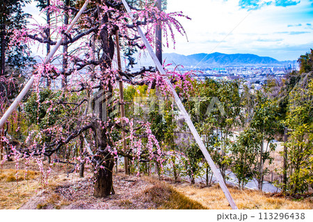 【京都風景】三室戸寺 しだれ梅園はまるで天空の花園 【京都風景】三室戸寺 しだれ梅園はまるで天空の花園 113296438