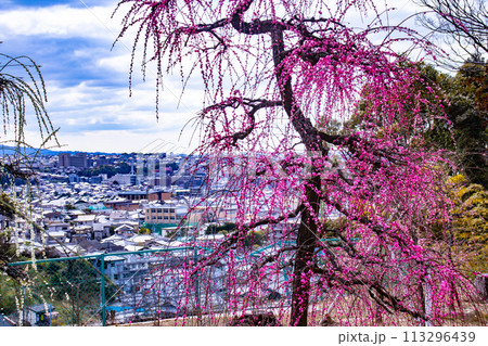 【京都風景】三室戸寺　しだれ梅園はまるで天空の花園 113296439