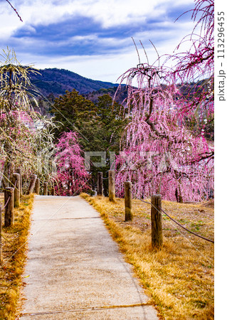【京都風景】三室戸寺　しだれ梅園はまるで天空の花園 113296455